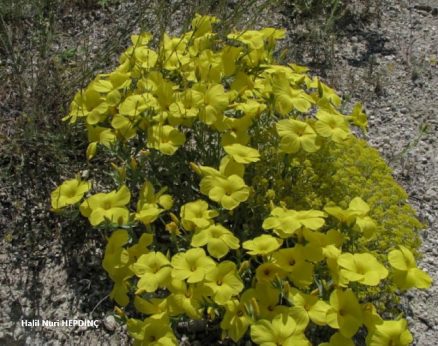 Sarı Keten (Linum mucronatum)