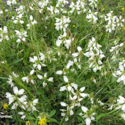 Ak Boyotu (Trigonella Kotschyii) ENDEMİK