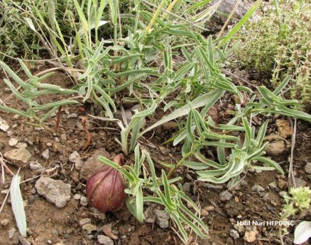 Kargabardağı (Aristolochia Maurorum)