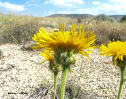 Kökçayı (Inula montbretiana)