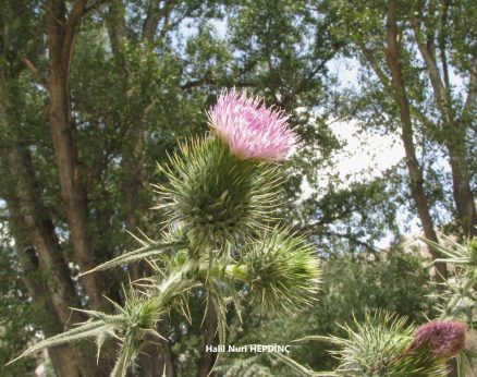 Yaygınkangal (Cirsium vulgare)