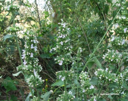 Kedinanesi (Nepeta cataria)