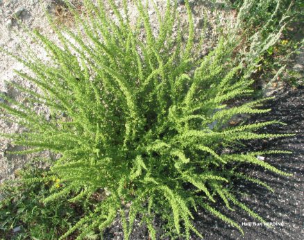 Kızılbacak (Chenopodium Botrys)