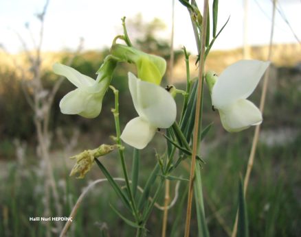 Yemelik (Lathyrus brachypterus)-Tükenme tehlikesi altında-