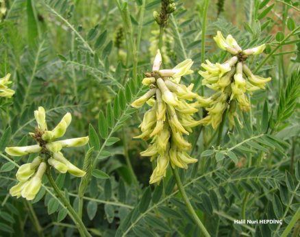 Misk Geveni (Astragalus odoratus)