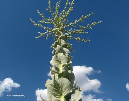 Şapala (Verbascum mucronatum)