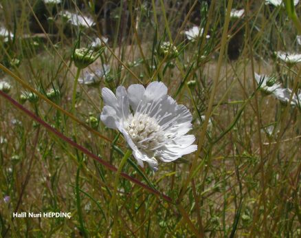Yazı süpürgesi (Scabiosa Argentea) (2)