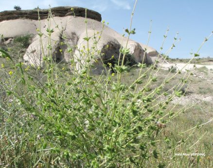 Tarak Şalba (Salvia Ceratophylla)