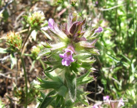 Ardıçkarabaşı (Stachys Woronowii)