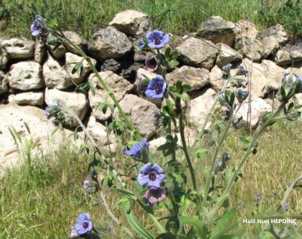 Pisiktetiği (Cynoglossum Creticum)