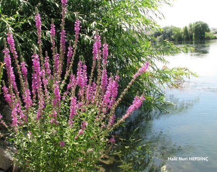 Hevhulma (Lythrum Salicaria)