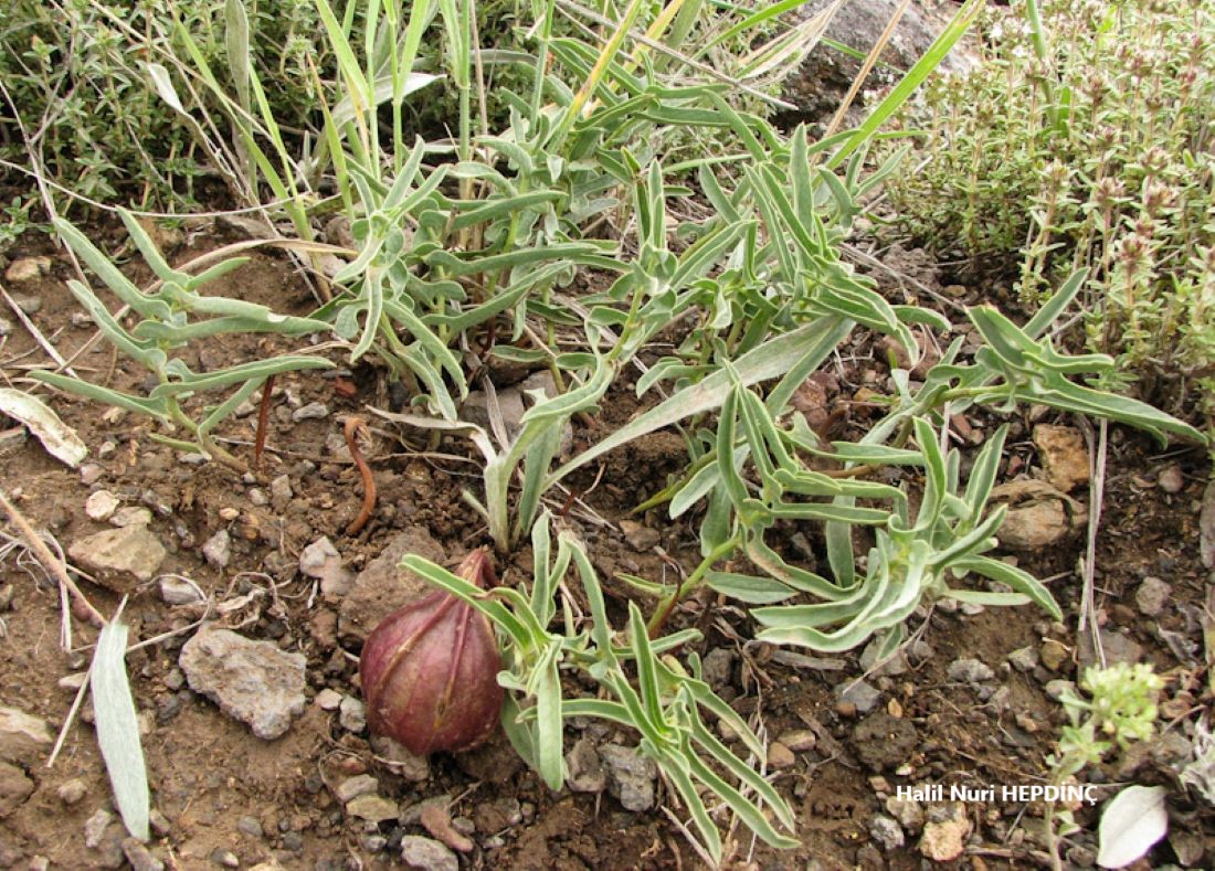 Lohusaotugiller / Aristolochiaceae